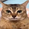 Cái mew gì vậy?