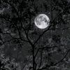 annie_lune_
