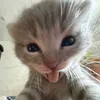 mr.kitty081