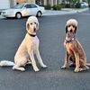 panchoandjack