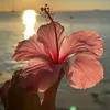 myrealnameislily0