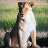 Animals Lion 888