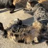 kyleelovescats