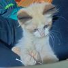 im_cat_inbw