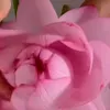 msjdj006