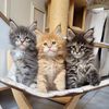 Maine coon cats