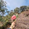 naturevibes