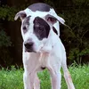 lazy.dog588