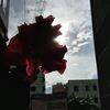 tulip_9091