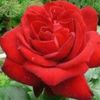 mita.cute49