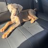 cataleya_doberman