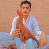 niazimudassirborikhel11