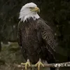 the_haama