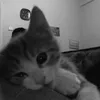 mileisyy
