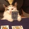 tarotinterluded