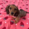 itsrubythedoxie