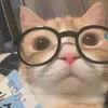 biscuit__12
