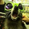 goatman4159