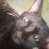 aryani_456789