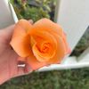 oliviarehmer6965