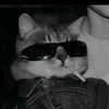 ilhammewing5