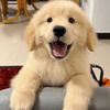 furbabydiaries74