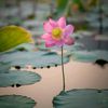 naturewithridoy