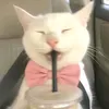 princess_sara54