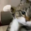 rm_sh29