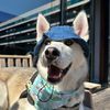 grogu.the.husky
