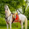 waseem.panwar91