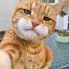 funnycats933