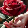 user25094533762083