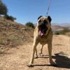 tr.kangal81