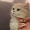 ieiz_13