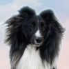 beauthesheepdog