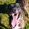Girl With The Catahoula