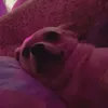 lolapickle2