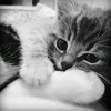 xli_512