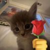 littleboy_sami