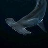 hammerhead.shark2