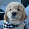 Romeo the Retriever