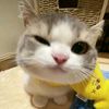 nanaww3360