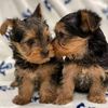 puppies.for.adopt351