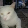 haikal.mbeleret123