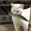 zzkitty_mw