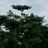 aisyah_gemoy33
