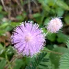 mimosapudica777