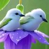 ducaale.maxamud0