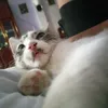 emeri_0000002